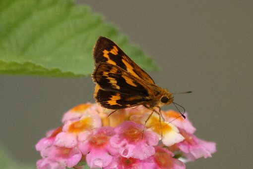 �L�}�_���Z�Z��