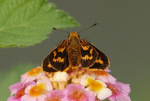 �L�}�_���Z�Z��