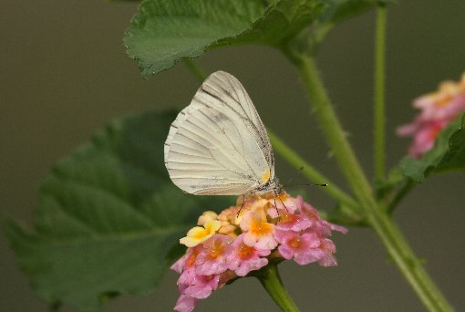 �X�W�N���V���`���E