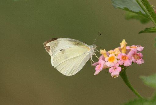 �����V���`���E