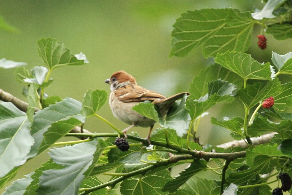 �K�̖؂̏�̃X�Y��