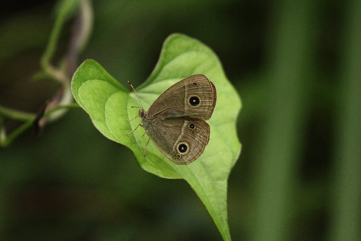 �R�W���m��