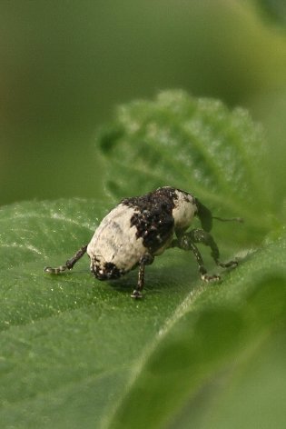 �I�W���A�V�i�K�]�E���V