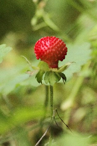 �h�N�C�`�S