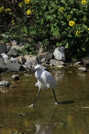 �`���b�g���s�V�̈����R�T�M