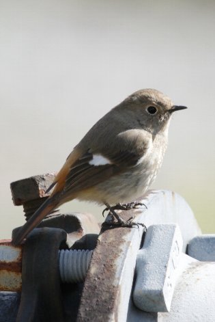 �W���r�^�L