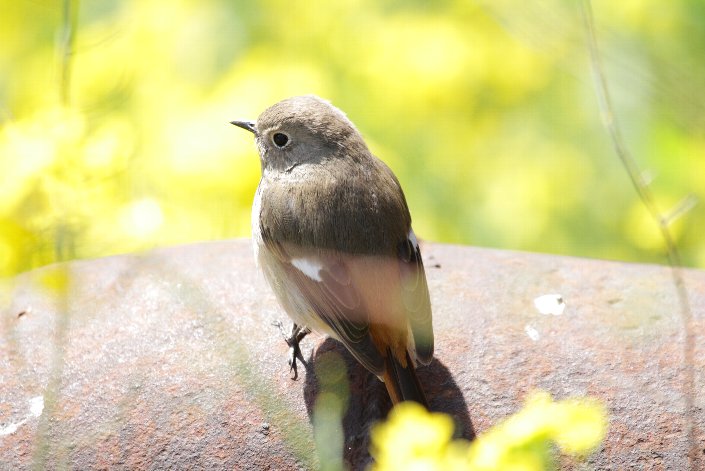 �W���r�^�L