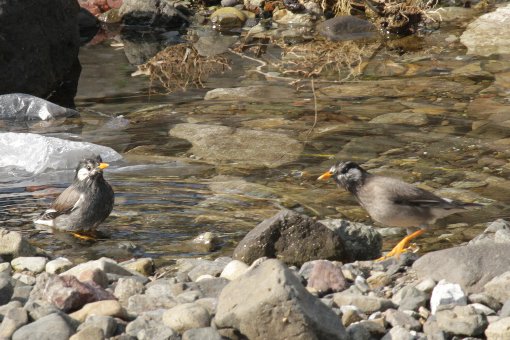 ���N�h��