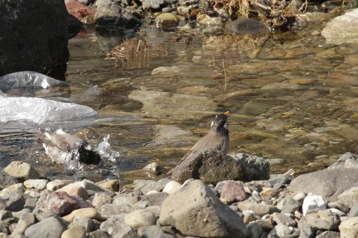 ���N�h��