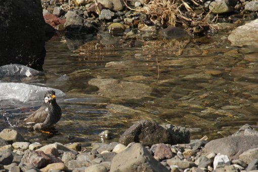 ���N�h��