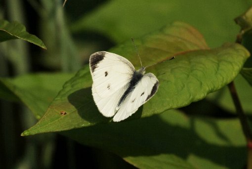 �����V���`���E