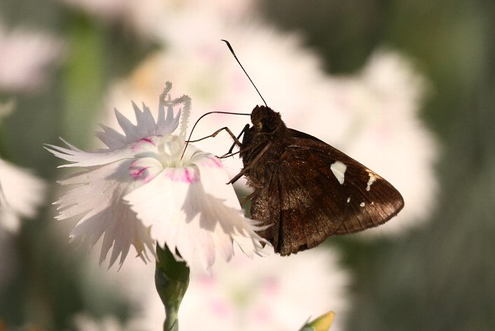 �N���Z�Z��