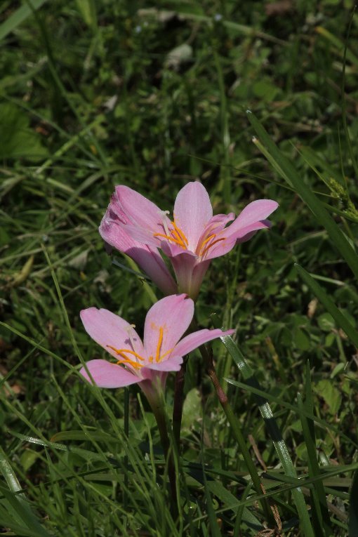 �T�t�������h�L