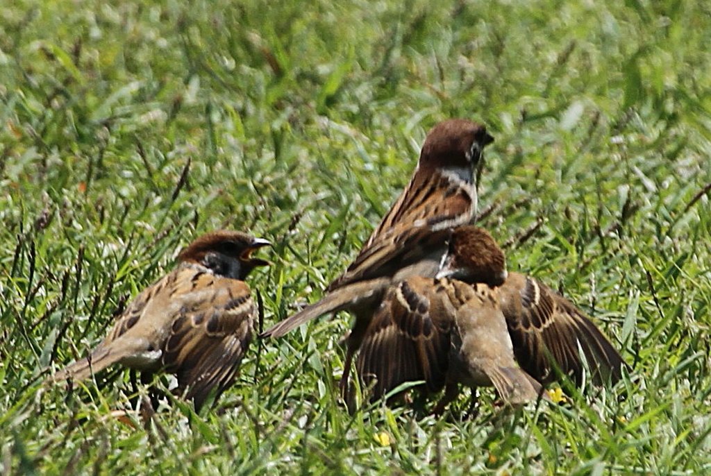 �����߂̌Z��