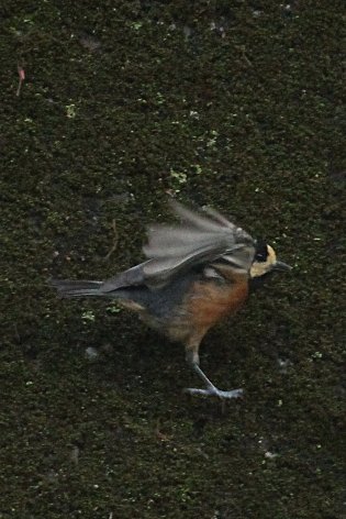 ���}�K��