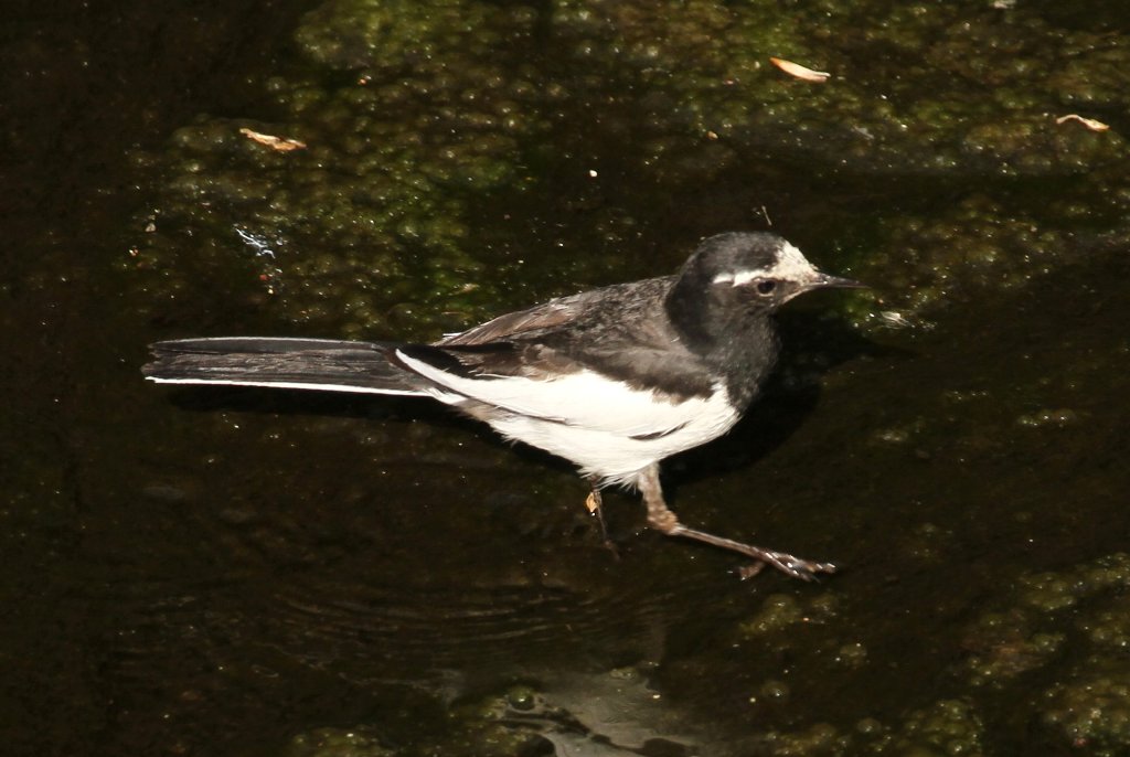 �n�O���Z�L���C