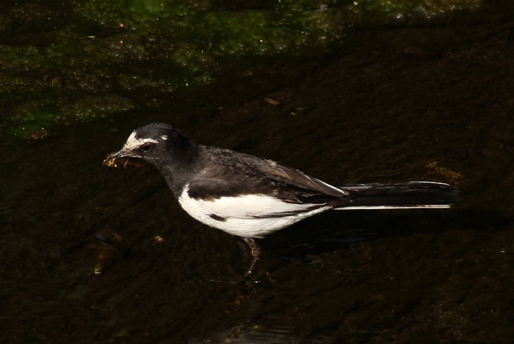 �n�O���Z�L���C