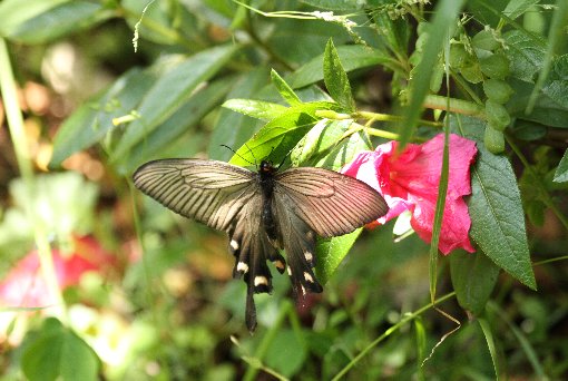 �W���R�E�A�Q�n