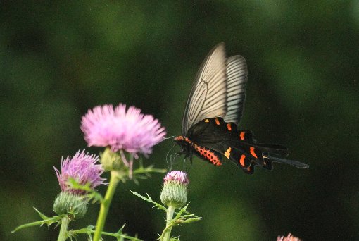 �W���R�E�A�Q�n