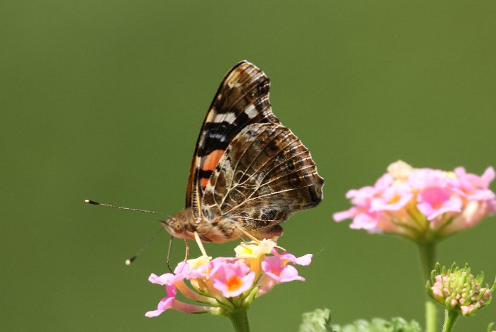 �q���A�J�^�e�n