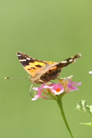 �q���A�J�^�e�n