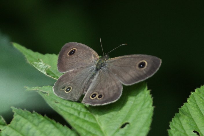 �q���E���i�~�W���m��