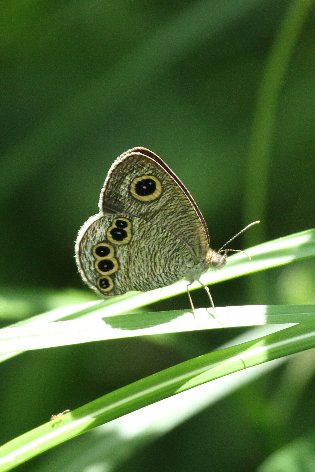 �q���E���i�~�W���m��