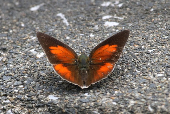 �E���M���V�W�~