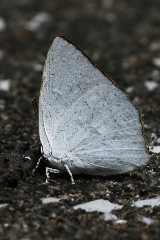 �E���M���V�W�~