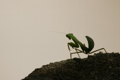 �J�}�L���̐Ԃ����