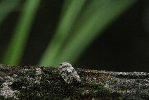 �j�C�j�C�[�~