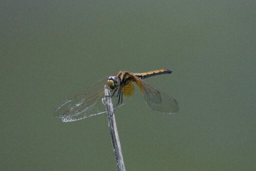 �x�j�g���{