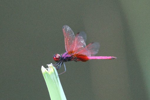 �x�j�g���{