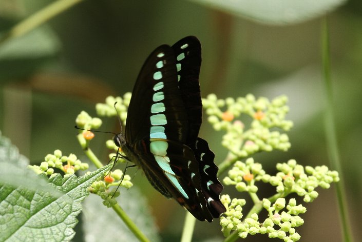 �A�I�X�W�A�Q�n