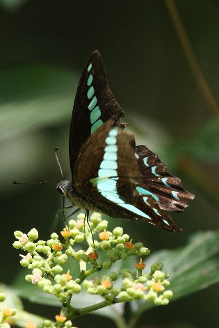 �A�I�X�W�A�Q�n