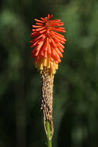 �č炫�A���G