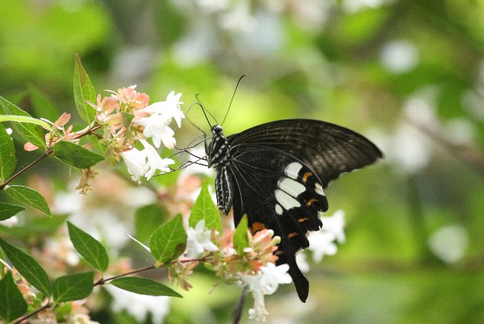 �����L�A�Q�n