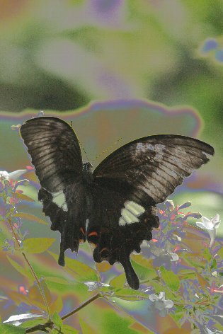 �����L�A�Q�n