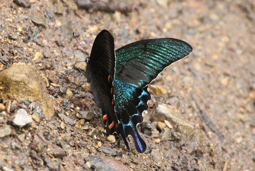 �J���X�A�Q�n