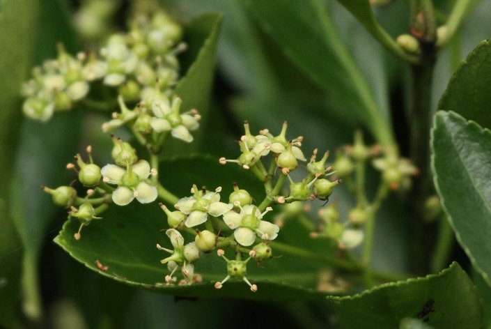 �}�T�L�̉�