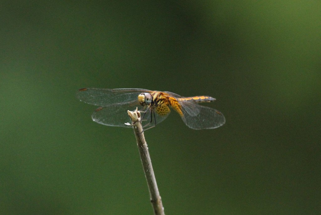 �x�j�g���{�@��