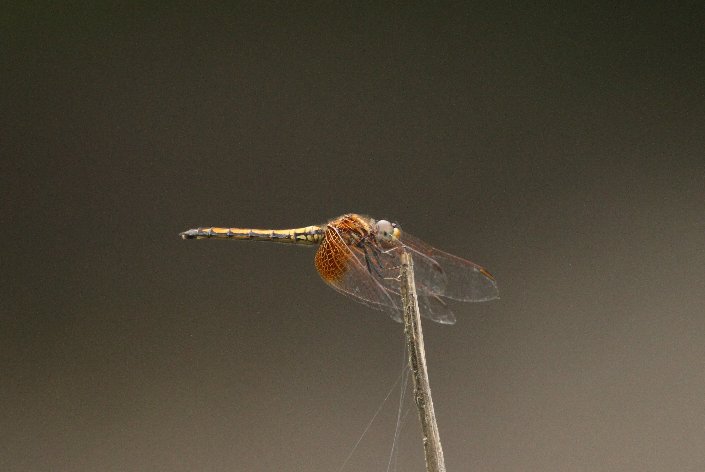 �x�j�g���{�@��