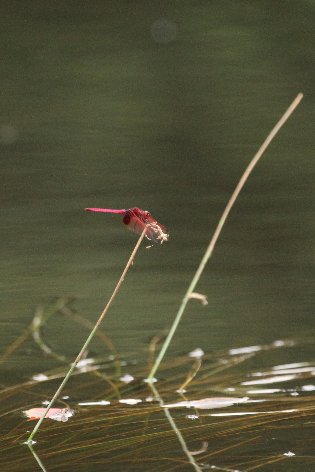 �x�j�g���{�@��