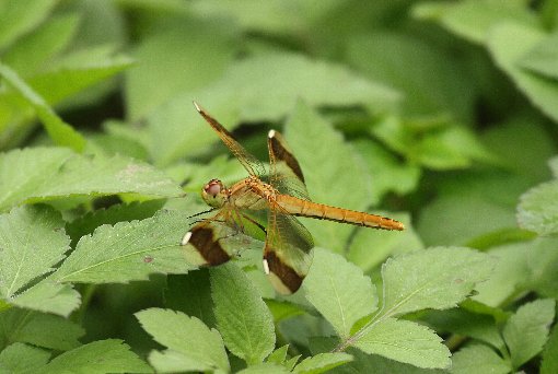 �~���}�A�J�l