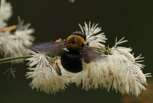 �^�P�j�O�T�̉Ԃƃg���}���n�i�o�`