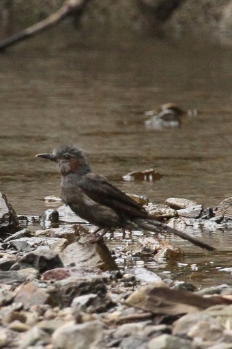 �q���h��