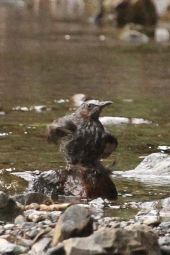 �q���h��