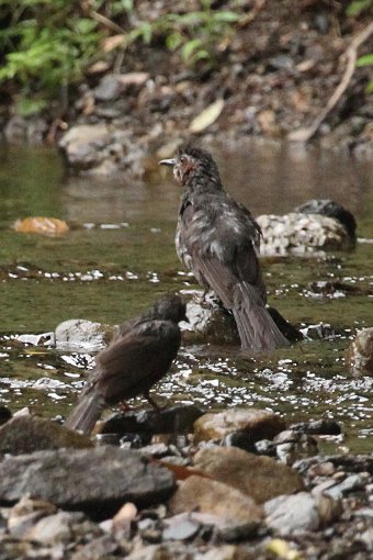 �q���h��