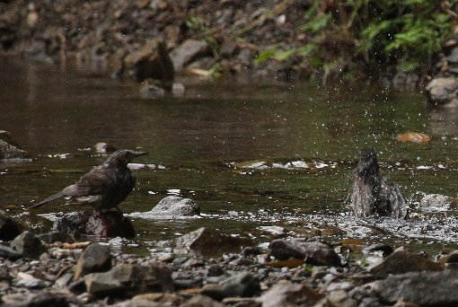 �q���h���̐�����