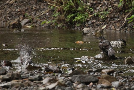 �q���h���̐�����